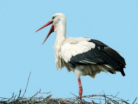 cigogne-alsace-route-des-vins-patrimoine-histoire